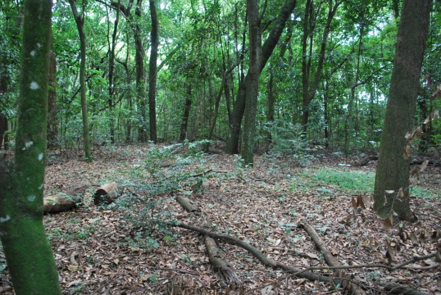 Vista da área central do Bosque Santa Marta