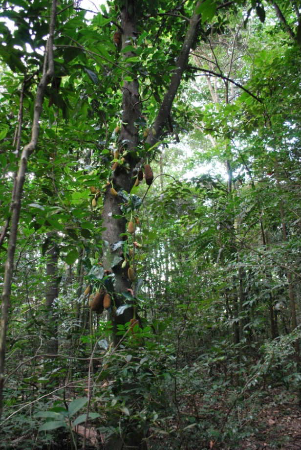 Jaqueira na área leste do Bosque Santa Marta