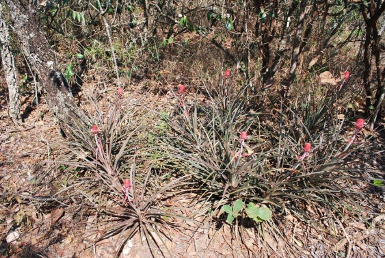 Pé de abacaxi-do-cerrado