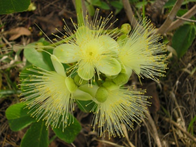 Flor do pequi