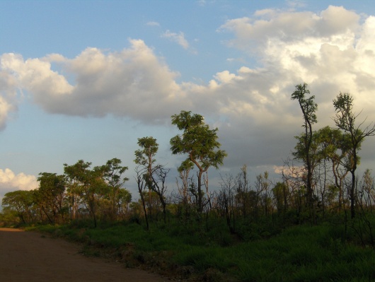 Vista do cerrado